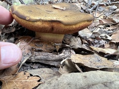 Xerocomellus dryophilus