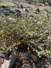 Jatropha cuneata