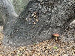 Xerocomellus dryophilus