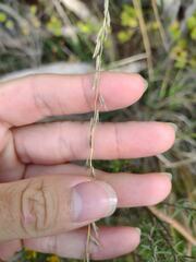 Bouteloua curtipendula