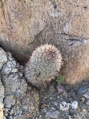 Mammillaria dioica dioica