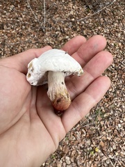 Hypomyces microspermus