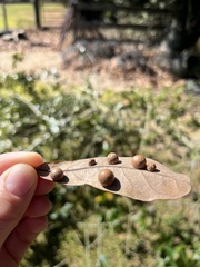 Belonocnema treatae