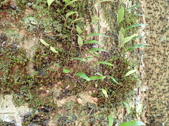 Pyrrosia confluens