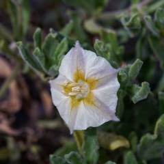 Chamaesaracha sordida