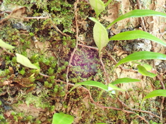 Pyrrosia confluens