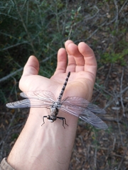 Tachopteryx thoreyi