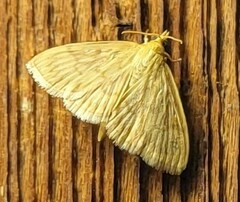 Crocidophora serratissimalis