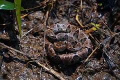 Bothrops asper