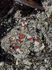 Cladonia pleurota