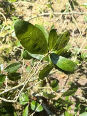 Belonocnema treatae