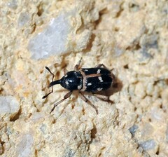 Eremobaris picturata