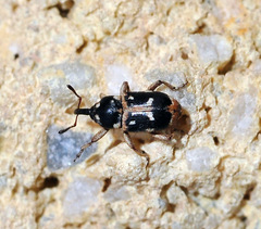 Eremobaris picturata