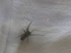 Castianeira descripta