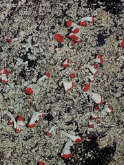 Cladonia pleurota
