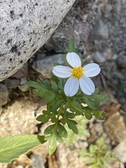 Coreocarpus parthenioides