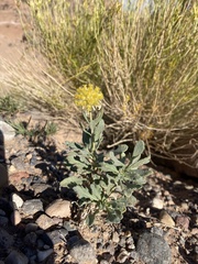 Gaillardia spathulata