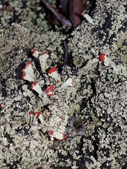Cladonia pleurota