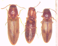 Melanoxanthus futilis