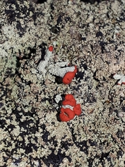 Cladonia pleurota