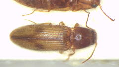 Melanoxanthus futilis