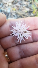 Monardella odoratissima pallida