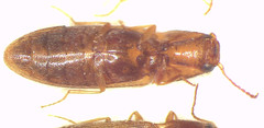 Melanoxanthus futilis