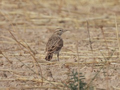 Calandrella brachydactyla