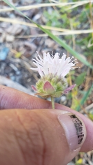 Monardella odoratissima pallida