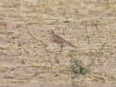 Calandrella brachydactyla