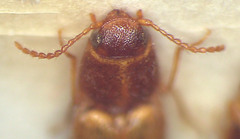 Melanoxanthus futilis