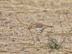 Calandrella brachydactyla