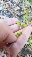 Monardella odoratissima pallida