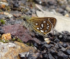 Piruna aea