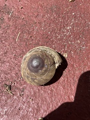 Caracolus