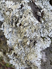 Flavoparmelia baltimorensis