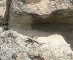 Laudakia stellio stellio
