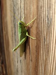 Schistocerca shoshone