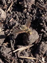 Poecilanthrax lucifer