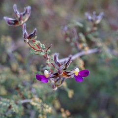 Dalea formosa