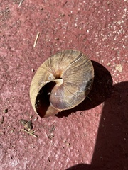 Caracolus
