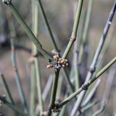 Ephedra torreyana