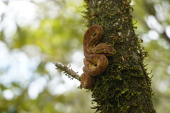 Bothriechis schlegelii