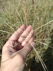 Chloris verticillata