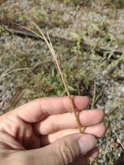 Sporobolus cryptandrus