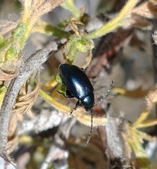 Altica obliterata