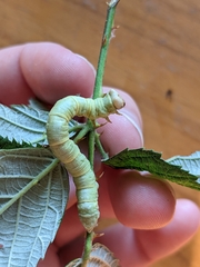 Biston betularia
