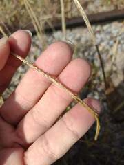 Sporobolus cryptandrus