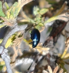 Altica obliterata