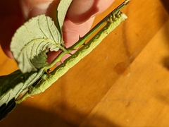 Biston betularia